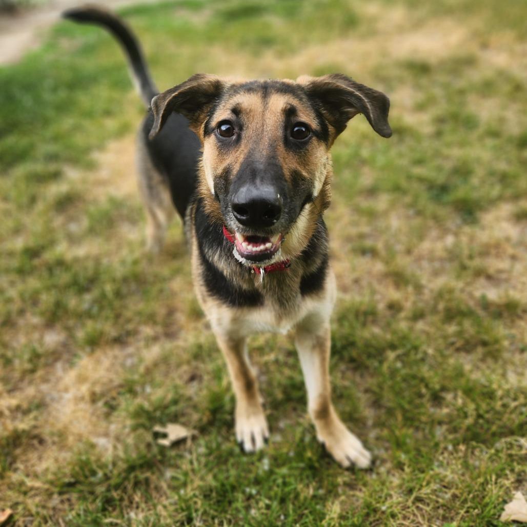 Enlarge Arlo, an adopted mixed breed in Fenton, MI image 2/2