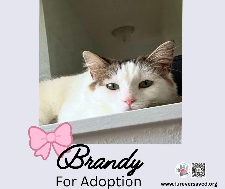 Enlarge Brandy, a Adoptable Domestic Short Hair in Miami, FL image 4/5