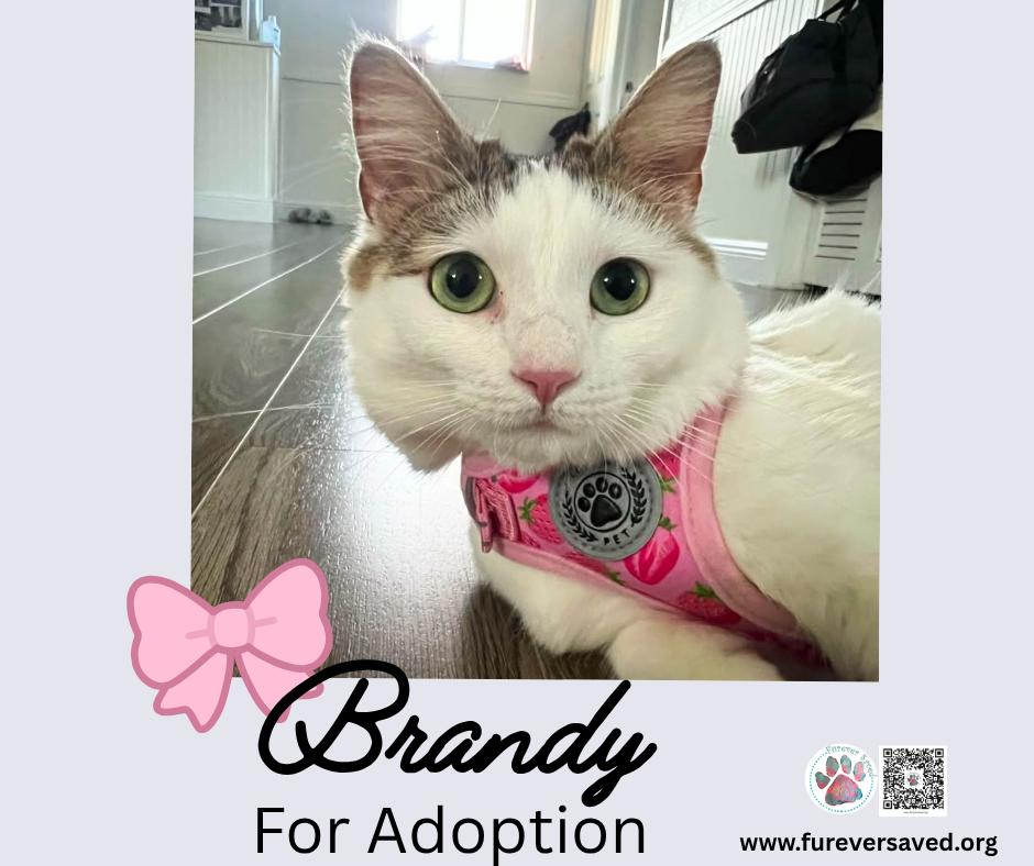 Enlarge Brandy, a Adoptable Domestic Short Hair in Miami, FL image 3/5