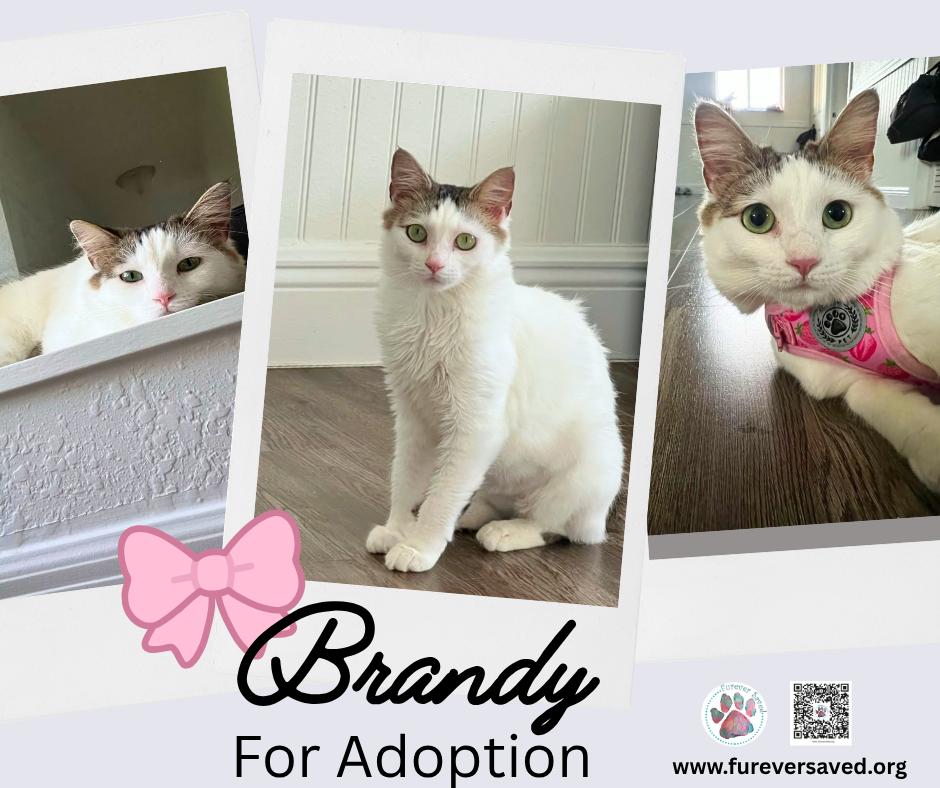 Enlarge Brandy, a Adoptable Domestic Short Hair in Miami, FL image 1/5