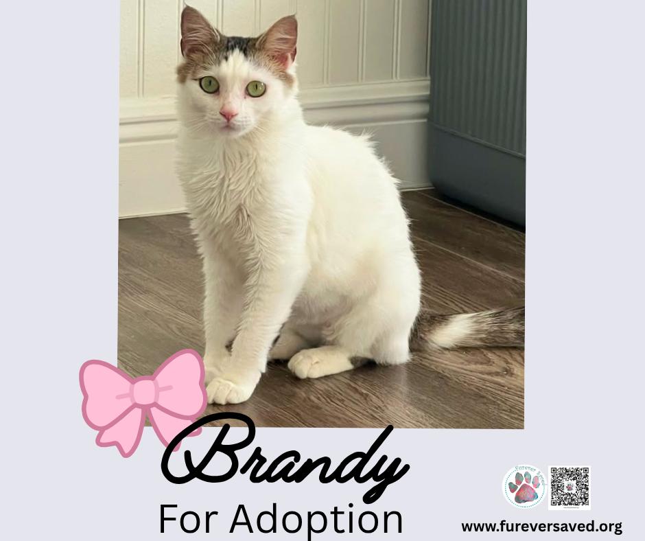 Enlarge Brandy, a Adoptable Domestic Short Hair in Miami, FL image 5/5
