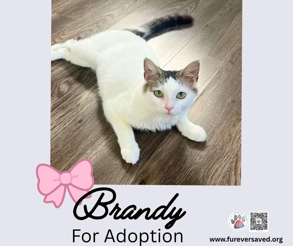 Enlarge Brandy, a Adoptable Domestic Short Hair in Miami, FL image 2/5