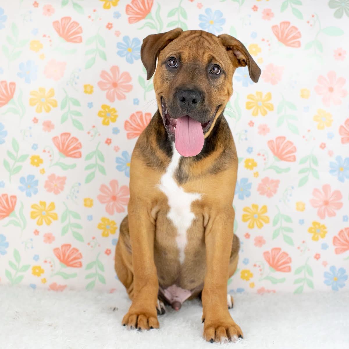 Enlarge Serengeti, a Adoptable mixed breed in Smyrna, GA image 3/6