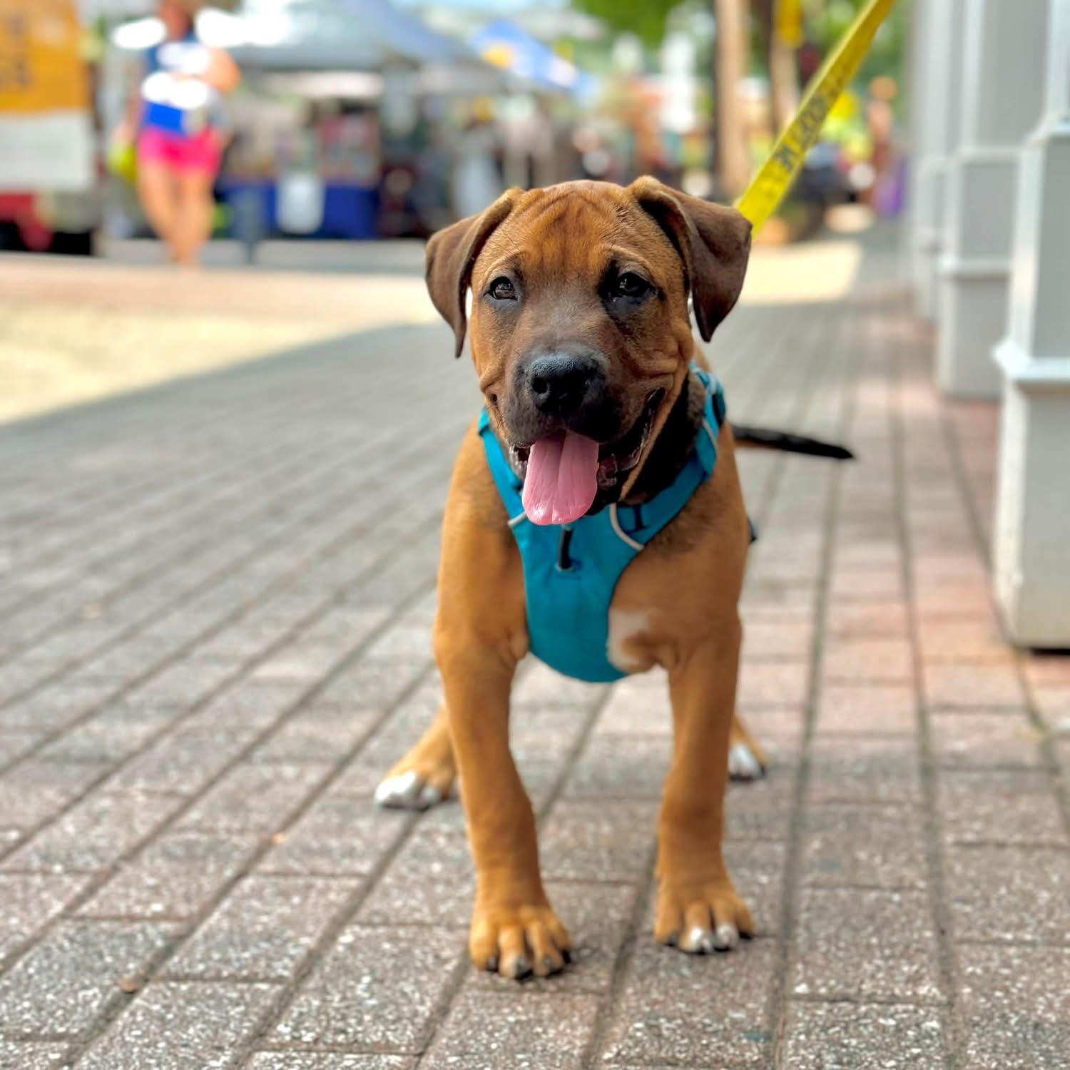 Enlarge Serengeti, a Adoptable mixed breed in Smyrna, GA image 4/6