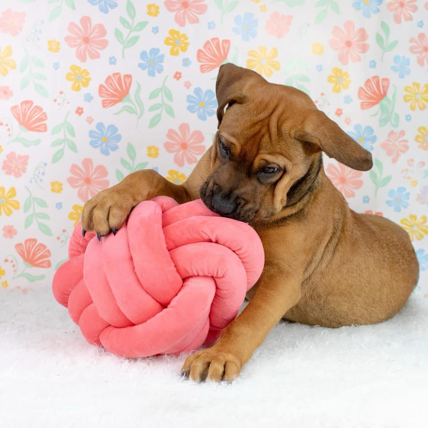 Enlarge Serengeti, a Adoptable mixed breed in Smyrna, GA image 6/6
