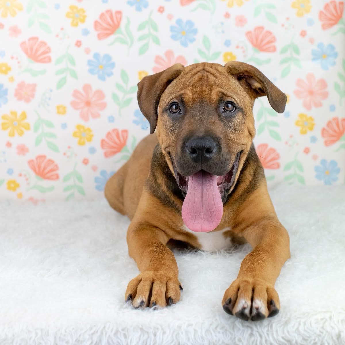 Serengeti, Adoptable, Puppy Male Mixed Breed.