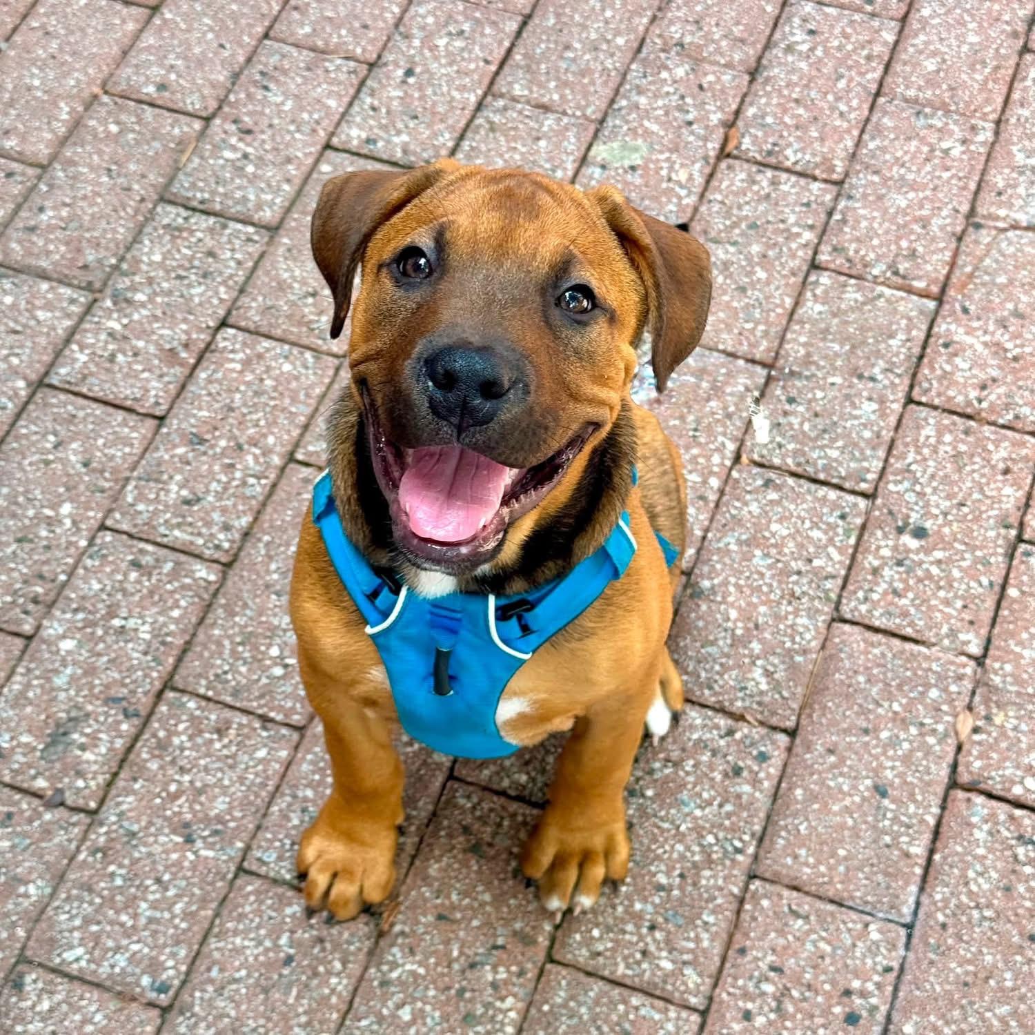 Enlarge Serengeti, a Adoptable mixed breed in Smyrna, GA image 2/6