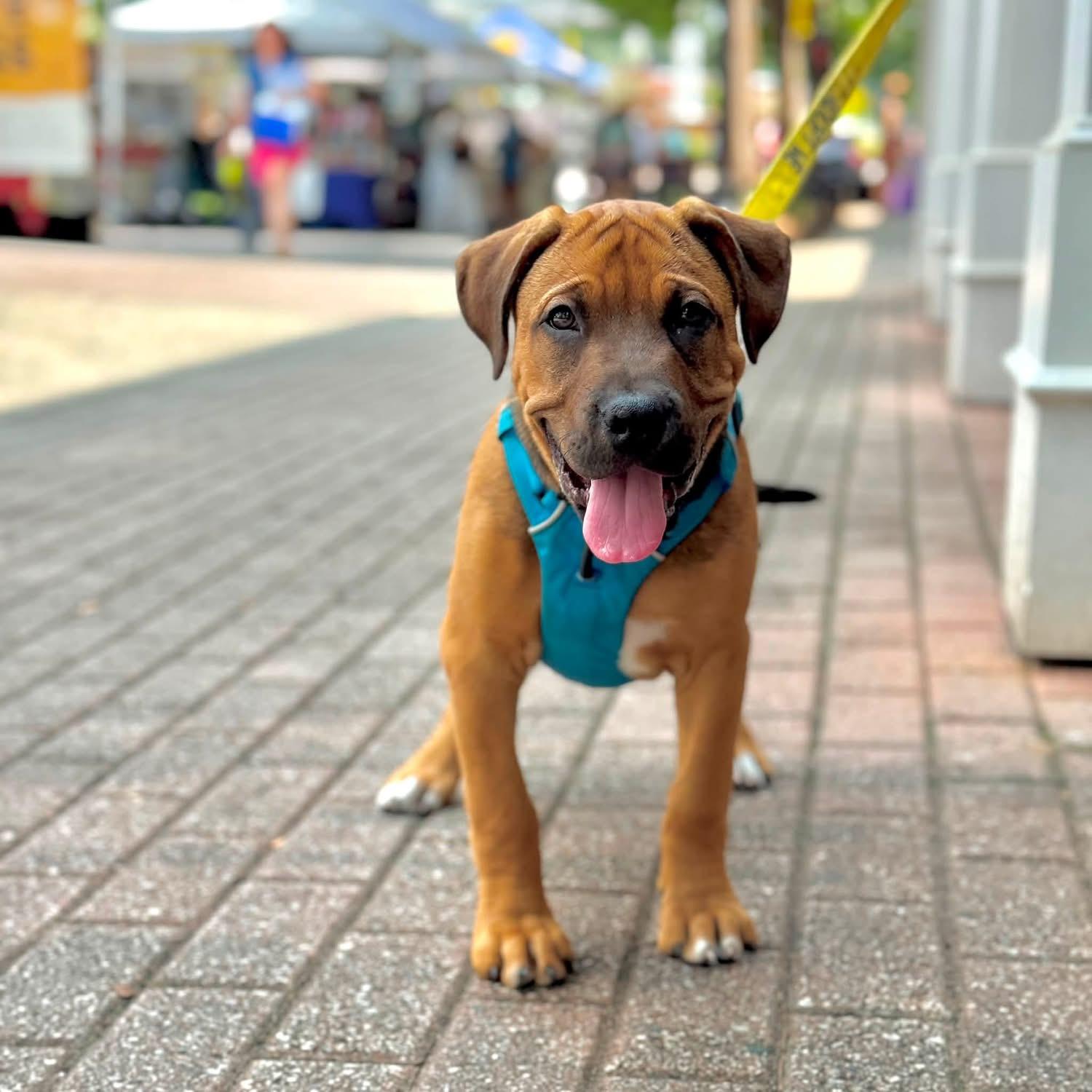 Enlarge Serengeti, a Adoptable mixed breed in Smyrna, GA image 5/6