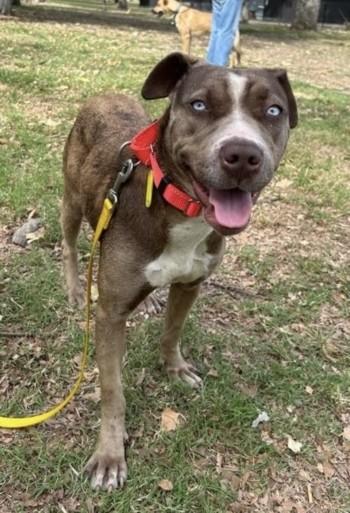 HAZEL, Adoptable, Young Female Pit Bull Terrier.