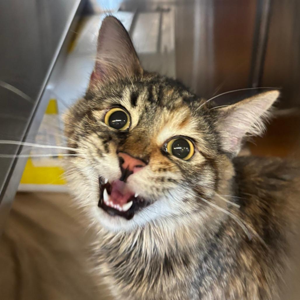 Freyda, Adoptable, Young Female Domestic Medium Hair.