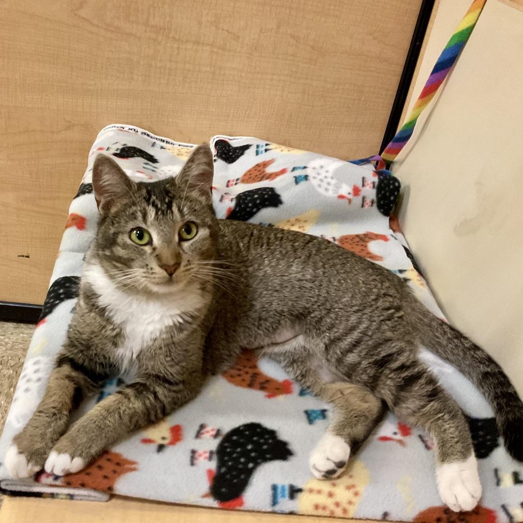 ROMA, Adoptable, Adult Female Domestic Short Hair.