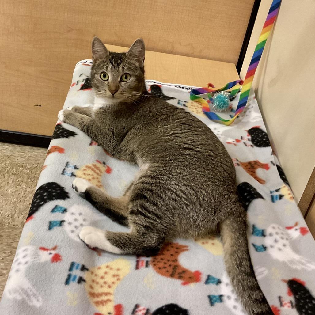 Enlarge ROMA, a Adoptable mixed breed in Kyle, TX image 2/6