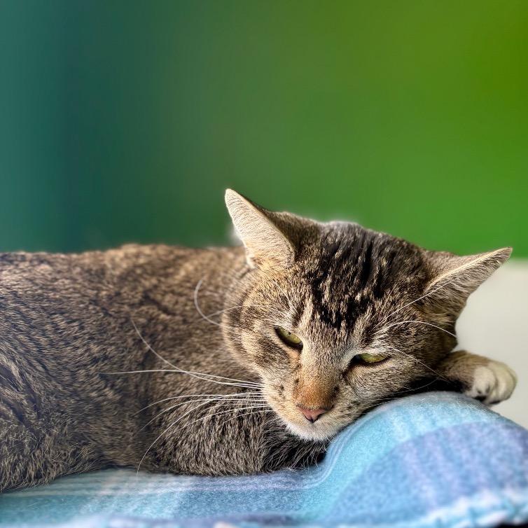 Enlarge ROMA, a Adoptable mixed breed in Kyle, TX image 3/6