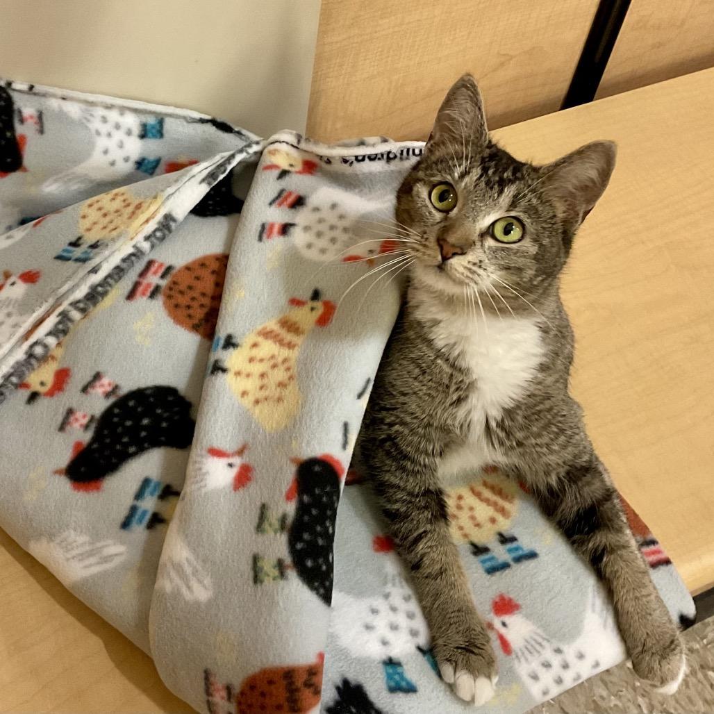 Enlarge ROMA, a Adoptable mixed breed in Kyle, TX image 4/6