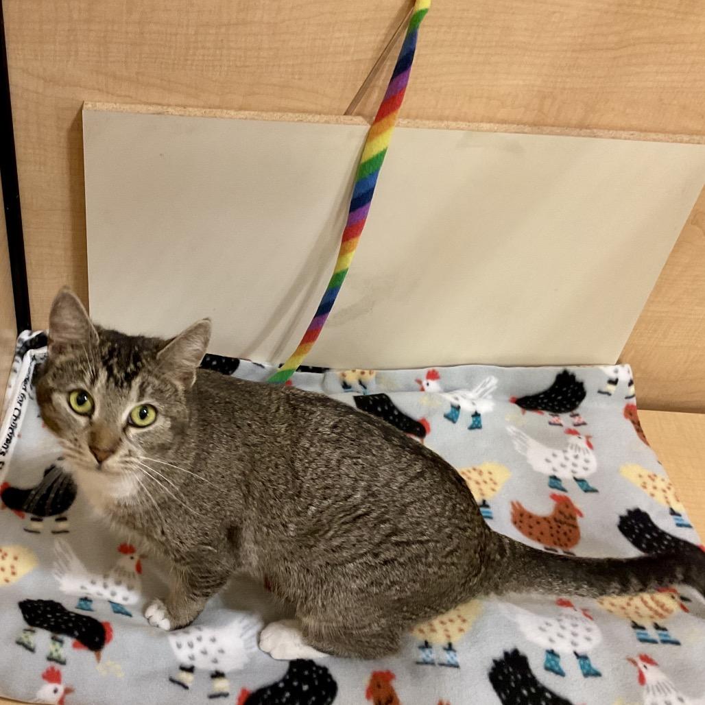 Enlarge ROMA, a Adoptable mixed breed in Kyle, TX image 5/6