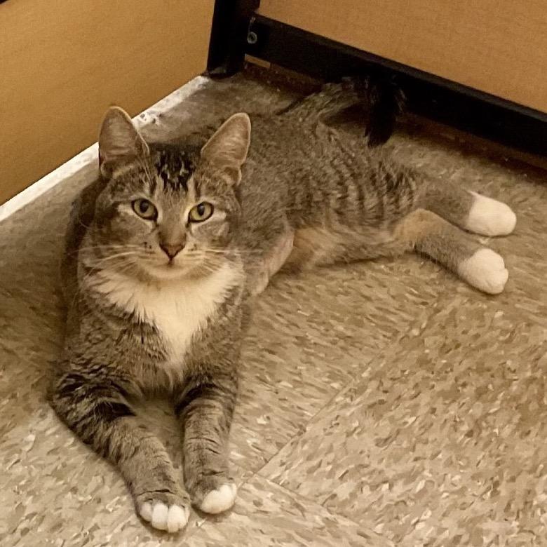 Enlarge ROMA, a Adoptable mixed breed in Kyle, TX image 6/6