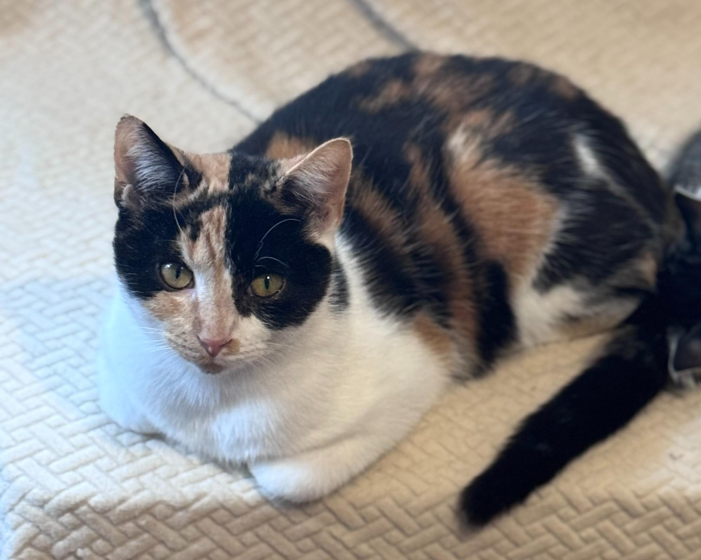 Enlarge Patches, a Adoptable Domestic Short Hair in Sterling Heights, MI image 1/3