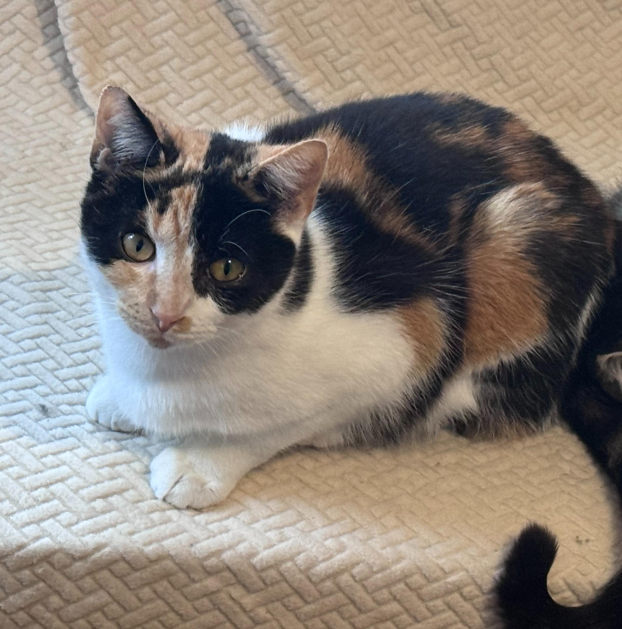 Enlarge Patches, a Adoptable Domestic Short Hair in Sterling Heights, MI image 2/3