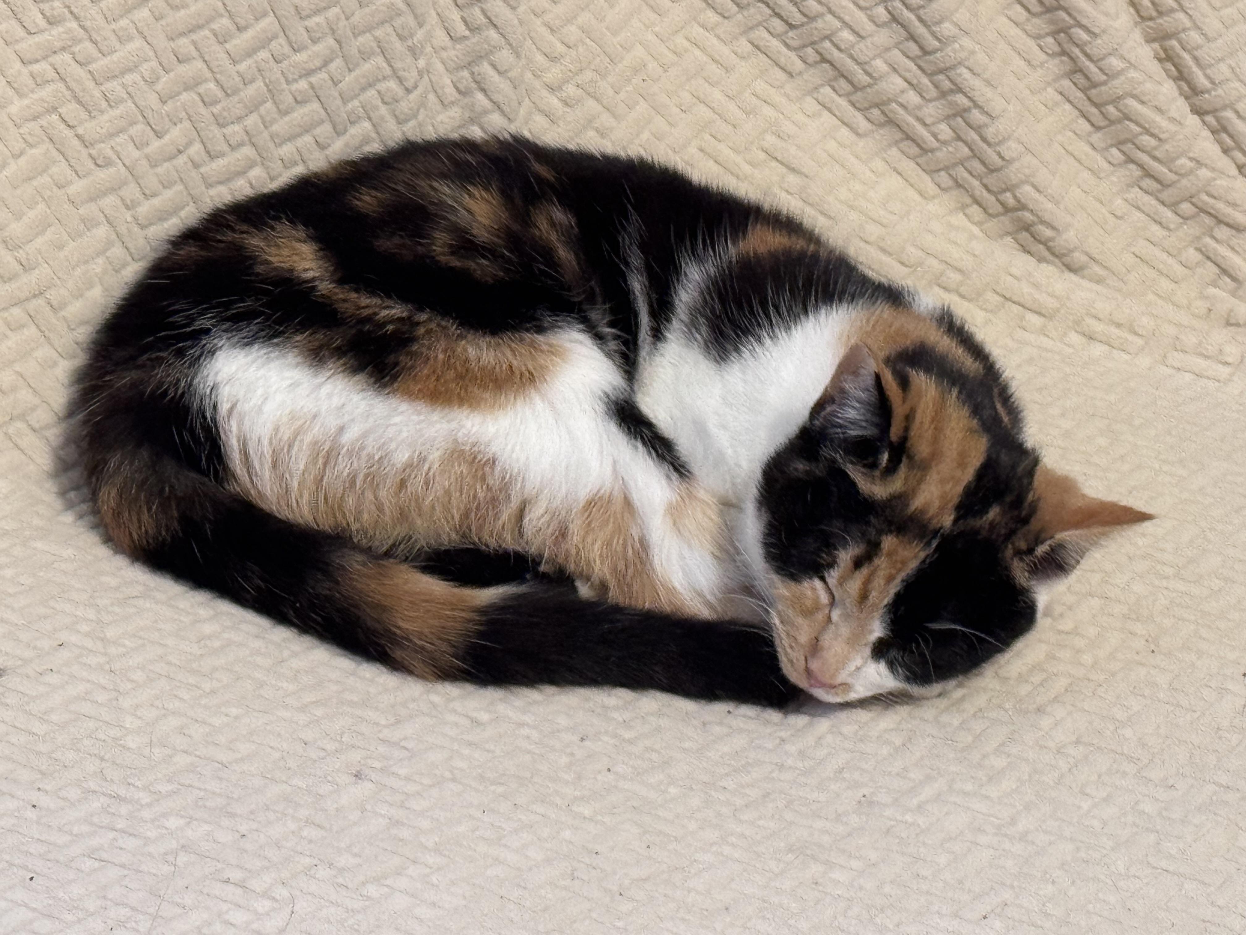 Enlarge Patches, a Adoptable Domestic Short Hair in Sterling Heights, MI image 3/3