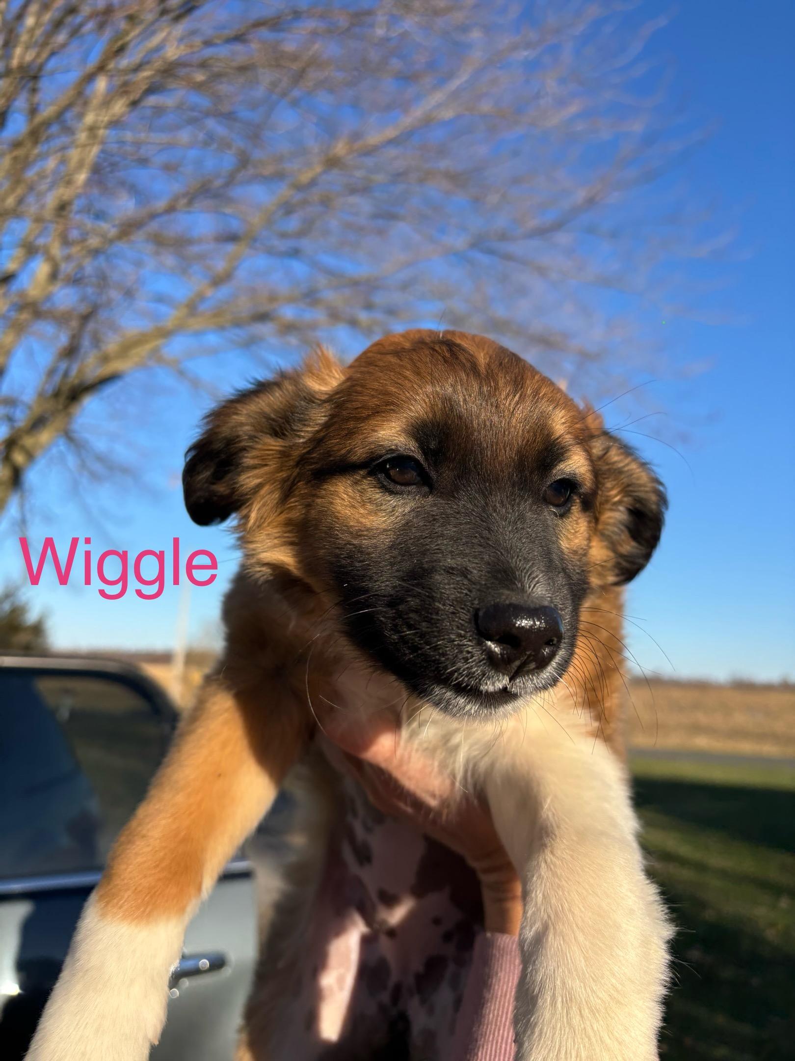 Wiggle, Adoptable, Puppy Female Miniature Poodle.