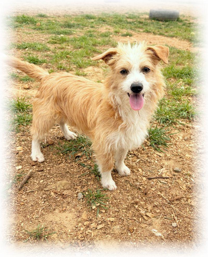 Enlarge Tinker, a ADOPTABLE mixed breed in Melbourne, AR image 2/3