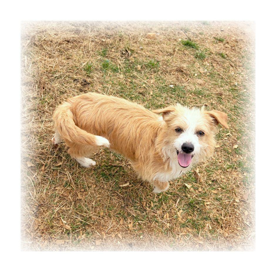 Tinker, ADOPTABLE, Young Male Cairn Terrier & Dachshund.