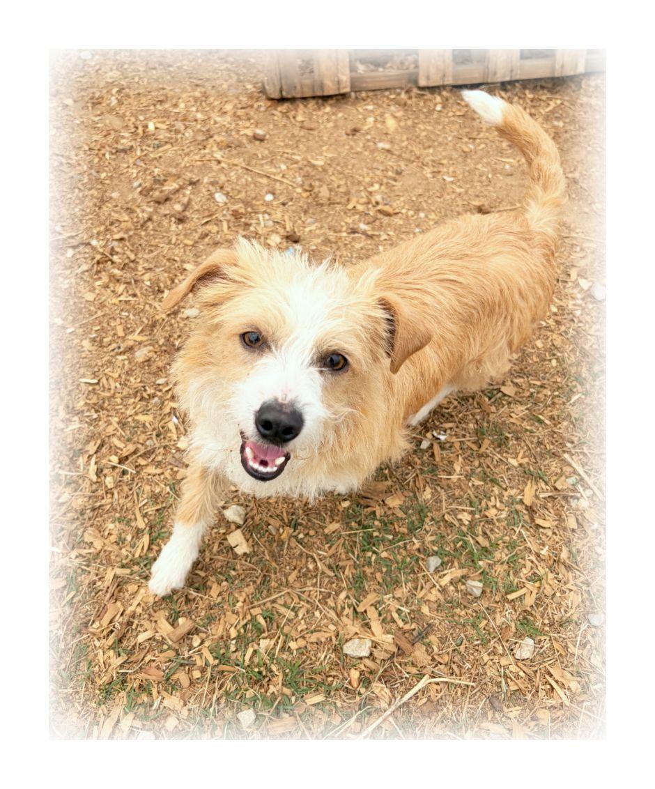 Enlarge Tinker, a ADOPTABLE mixed breed in Melbourne, AR image 3/3