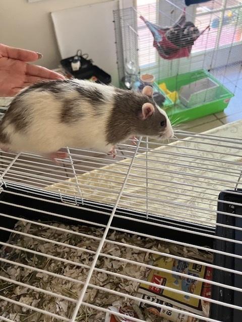 Enlarge Almond, Pecan, and Walnut, an adopted Rat in Scottsdale, AZ image 2/3