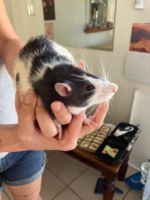 Enlarge Almond, Pecan, and Walnut, an adopted Rat in Scottsdale, AZ image 3/3
