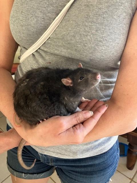 Enlarge Almond, Pecan, and Walnut, an adopted Rat in Scottsdale, AZ image 1/3