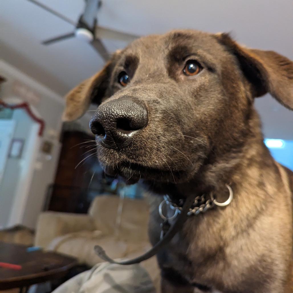 Enlarge Nacho, a Adoptable mixed breed in Fort Belvoir, VA image 1/6