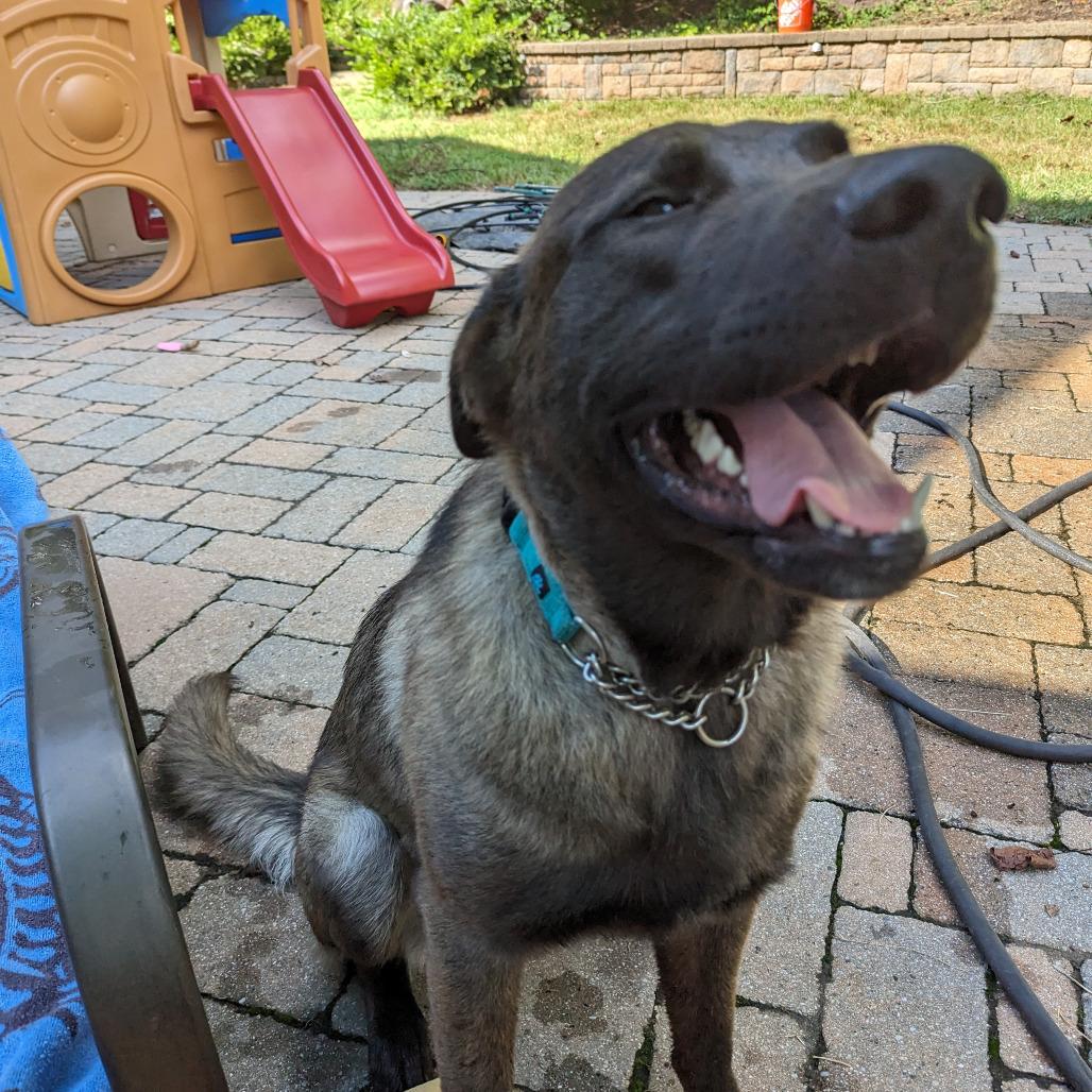 Enlarge Nacho, a Adoptable mixed breed in Fort Belvoir, VA image 3/6