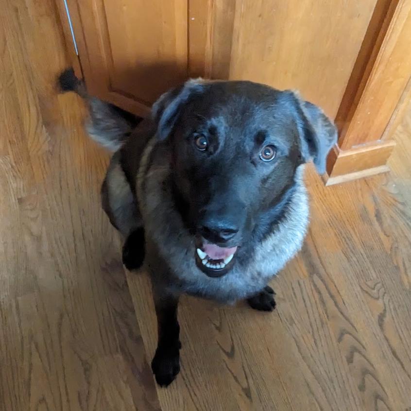 Enlarge Nacho, a Adoptable mixed breed in Fort Belvoir, VA image 5/6