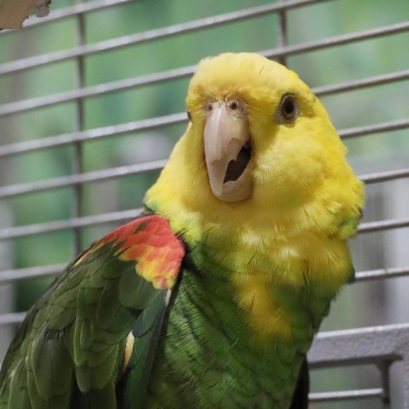 Enlarge RC, a Adoptable Amazon in Warwick, RI image 1/2