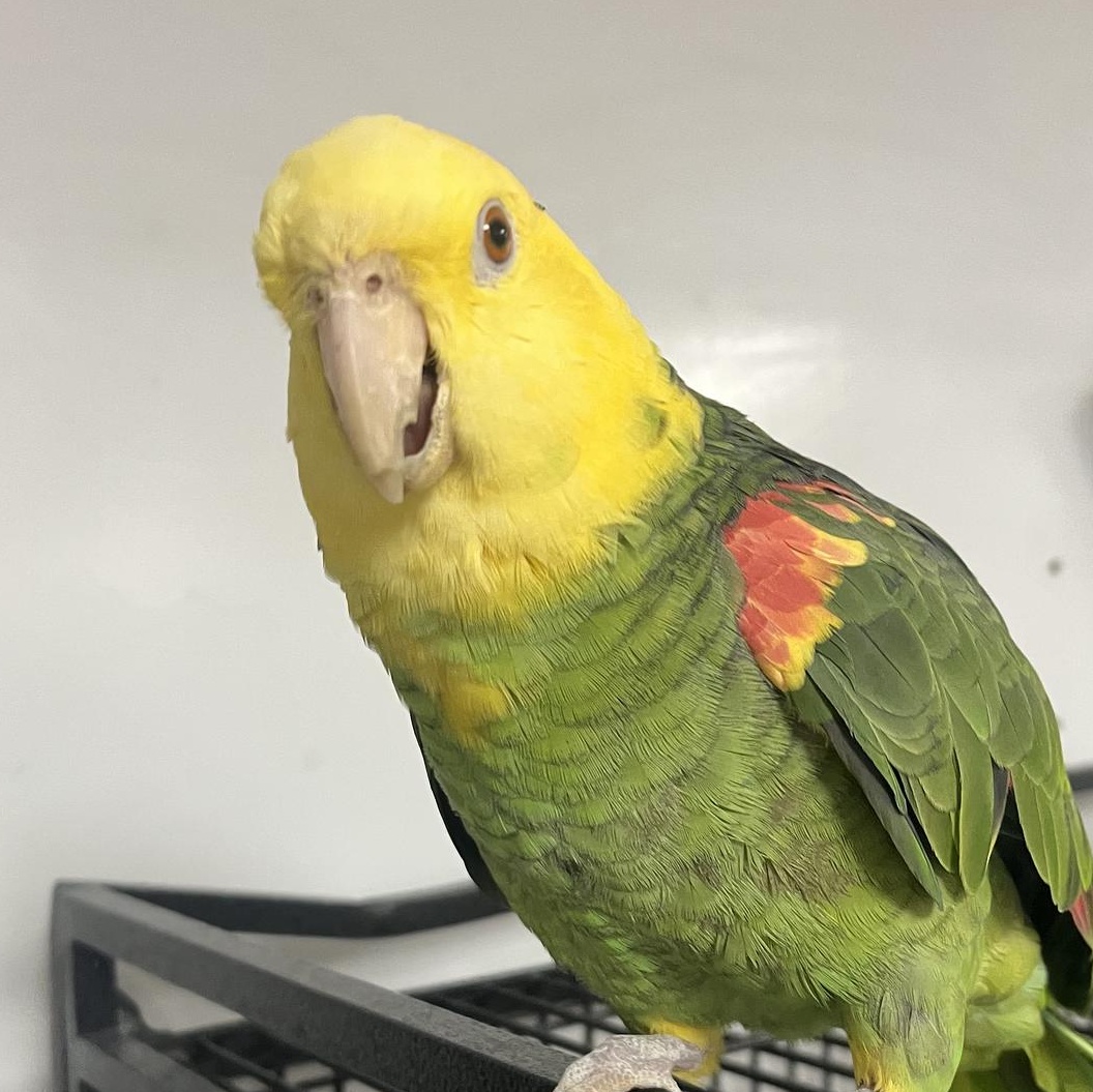 Enlarge RC, a Adoptable Amazon in Warwick, RI image 2/2