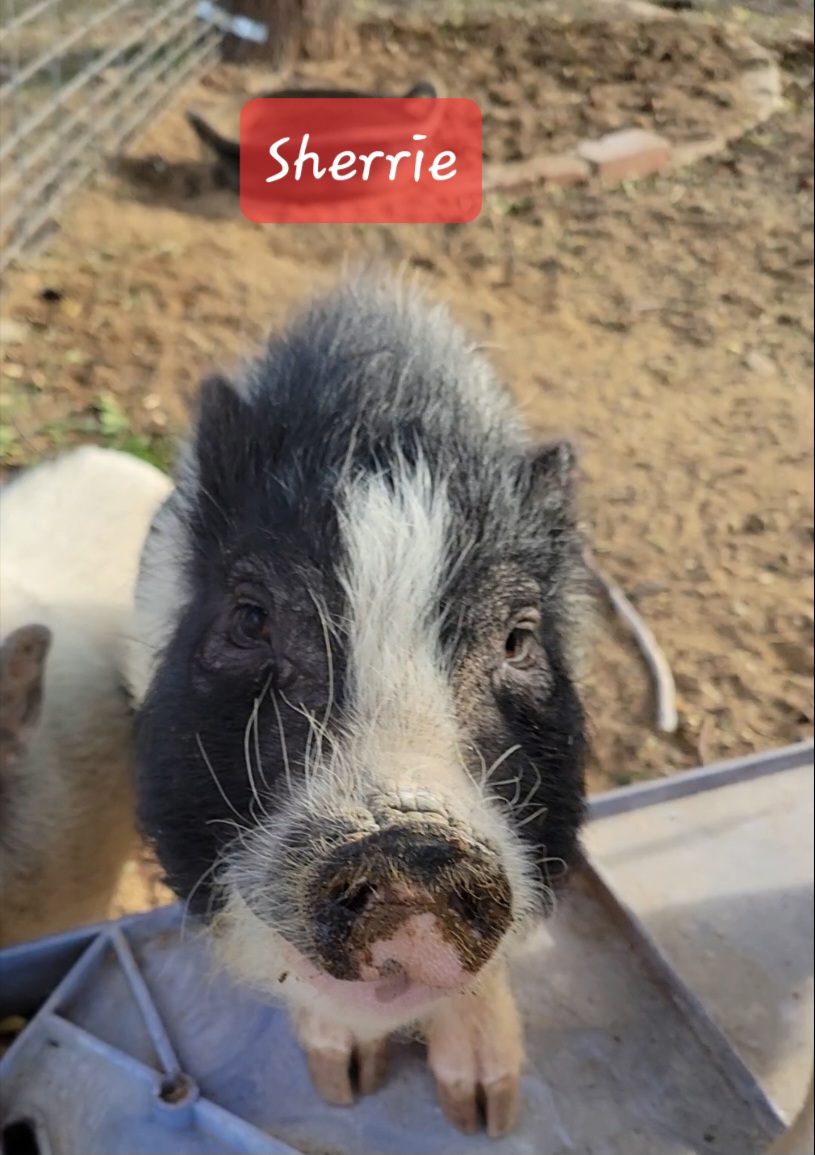 Enlarge Sherrie, a Adopted Pot Bellied in Agua Dulce, CA image 1/1