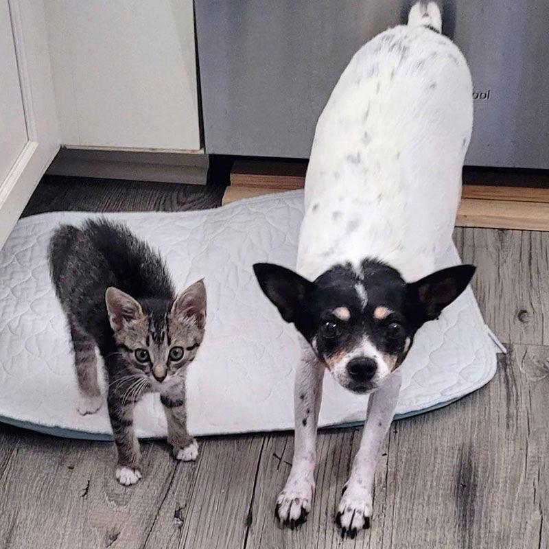 Sweetie (SC), Adopted, Adult Female Rat Terrier.