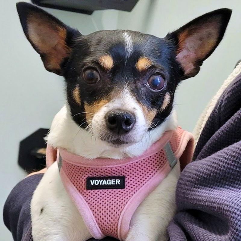 Enlarge Sweetie (SC), a Adopted Rat Terrier in Atlanta, GA image 3/3