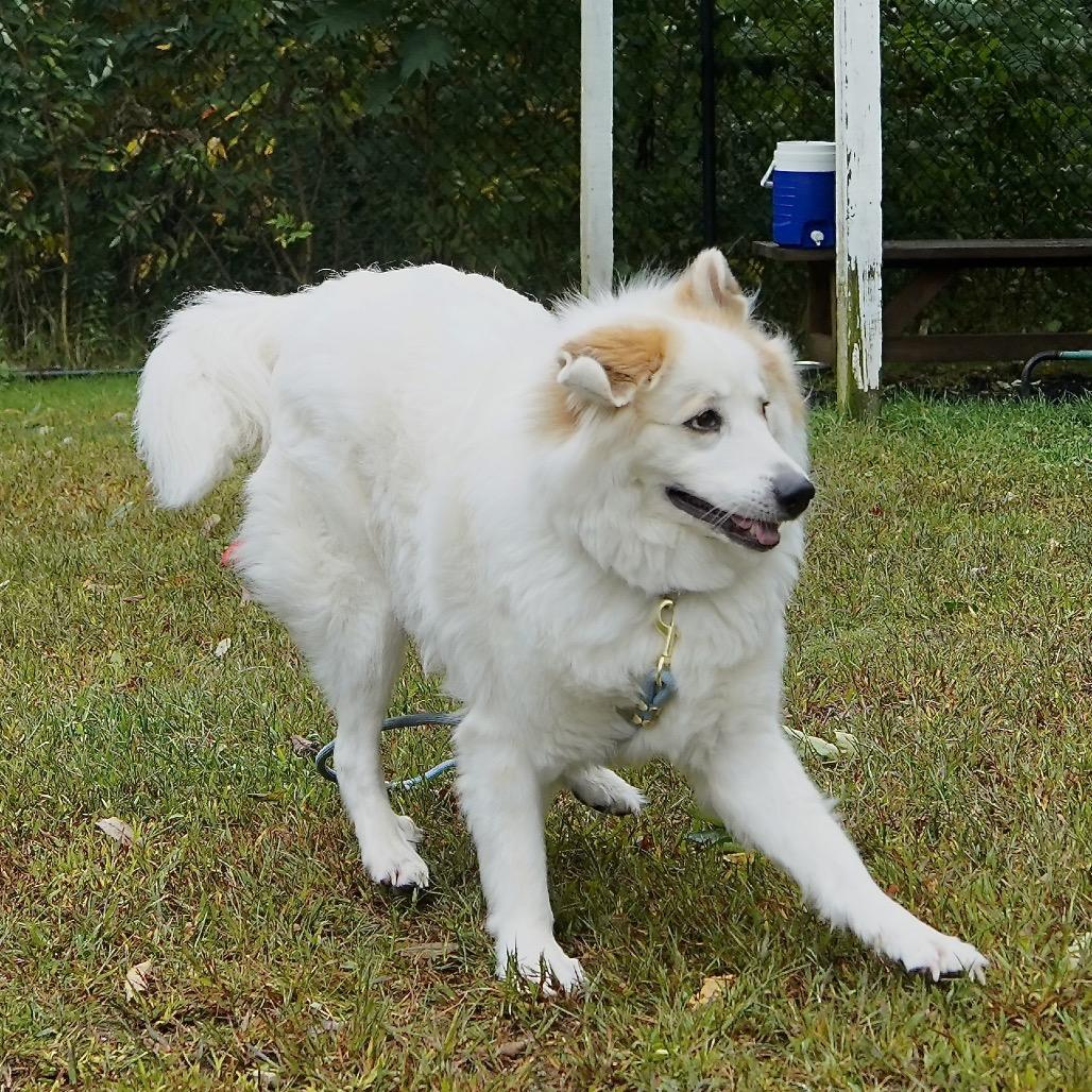 Enlarge Bridges, a Adoptable mixed breed in Scituate, MA image 1/4