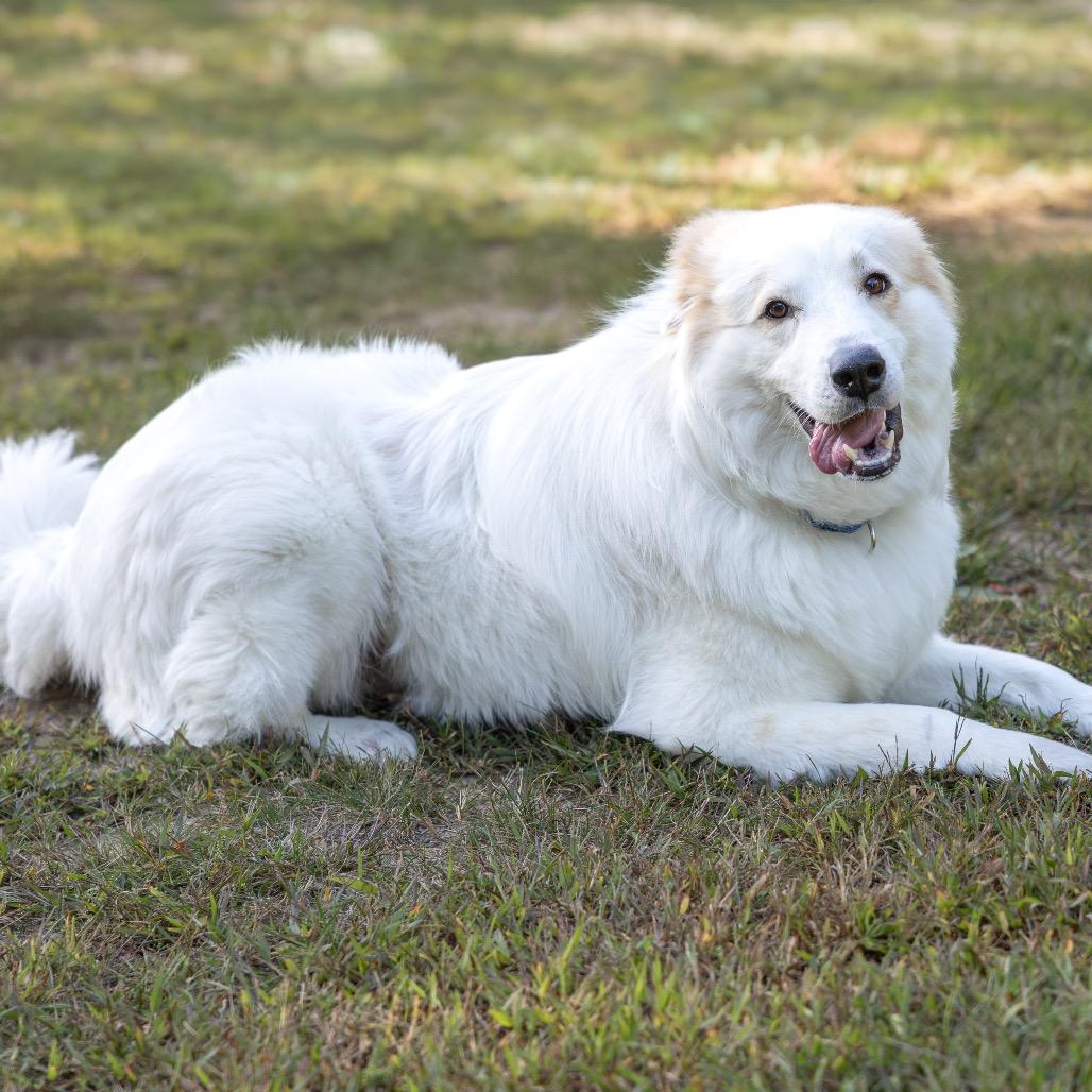 Enlarge Bridges, a Adoptable mixed breed in Scituate, MA image 3/4