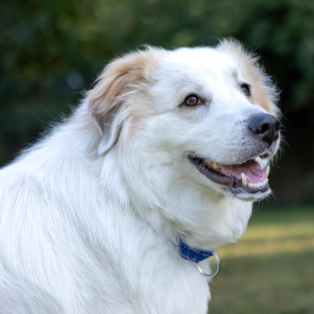 Enlarge Bridges, a Adoptable mixed breed in Scituate, MA image 4/4