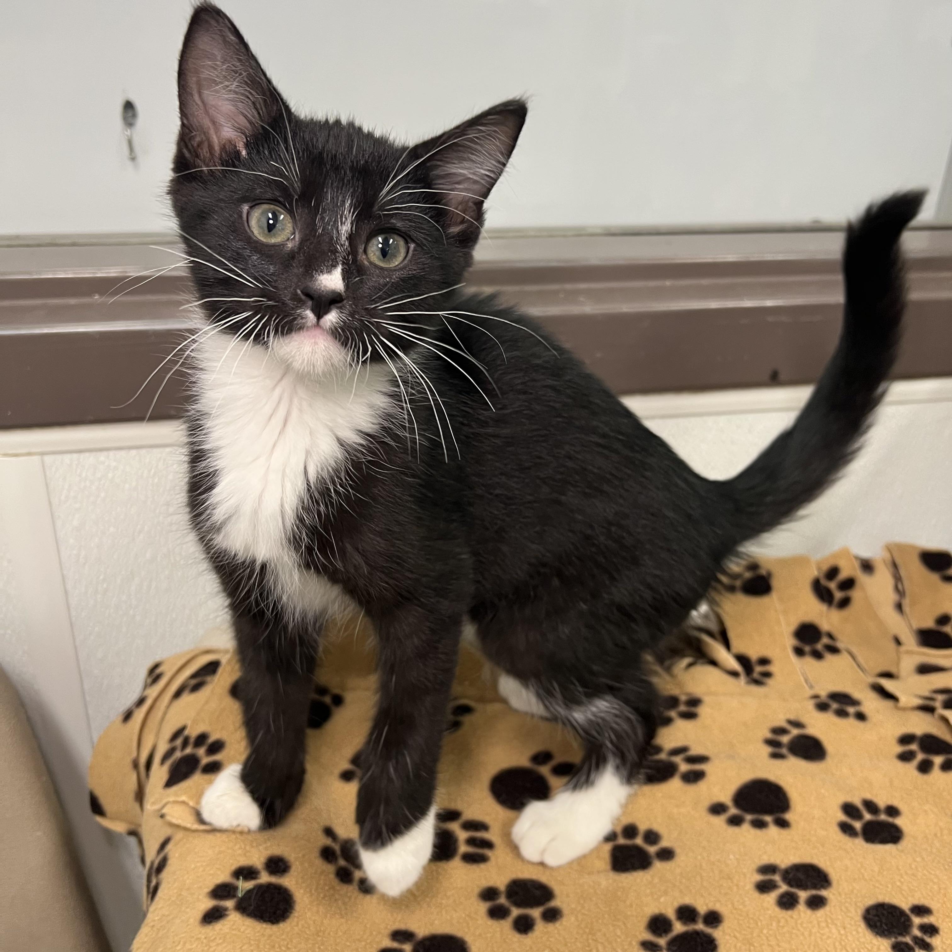 Enlarge Fudgesicle - At PetSmart in Mankato, a ADOPTABLE Domestic Short Hair in Fairmont, MN image 6/6