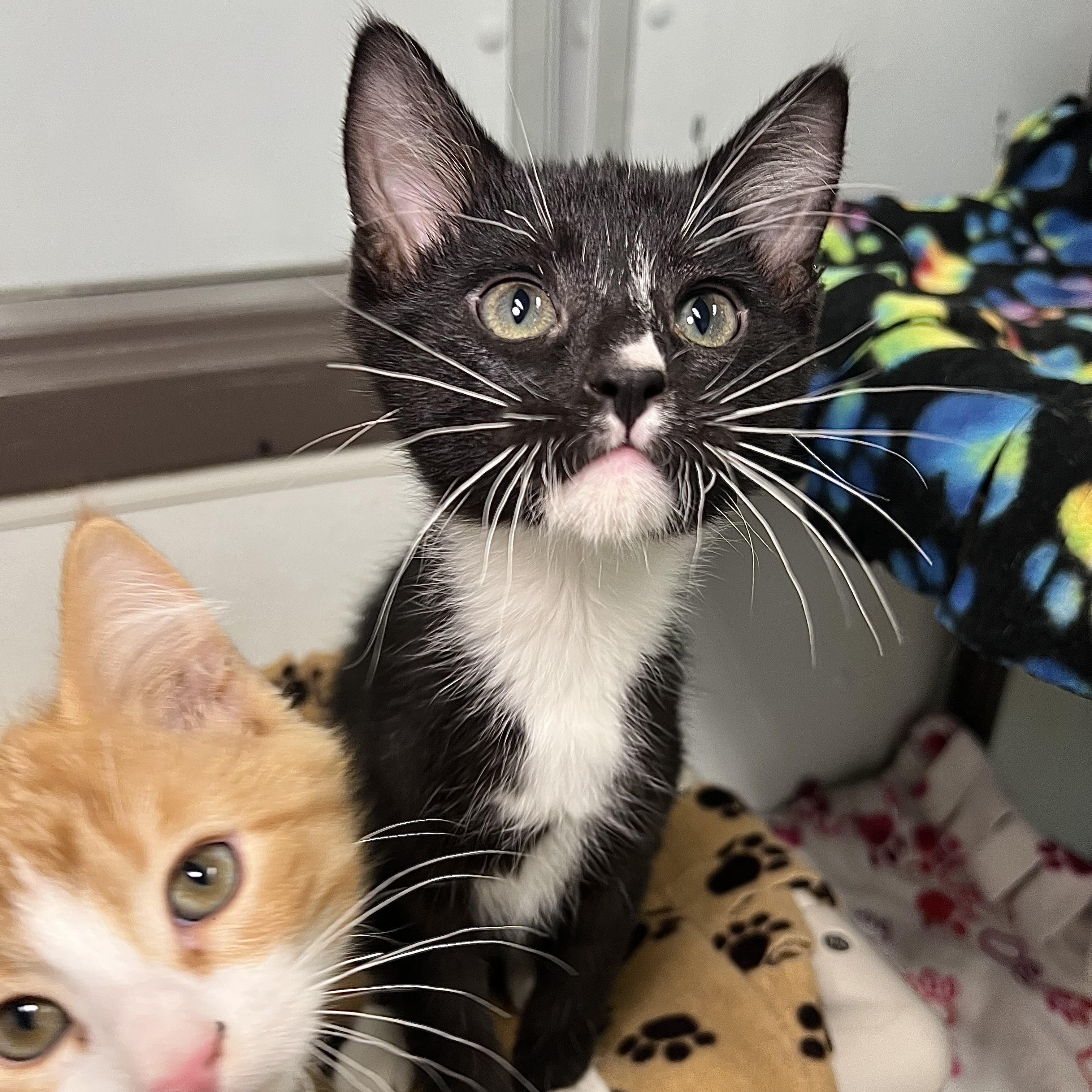 Enlarge Fudgesicle - At PetSmart in Mankato, a ADOPTABLE Domestic Short Hair in Fairmont, MN image 3/6