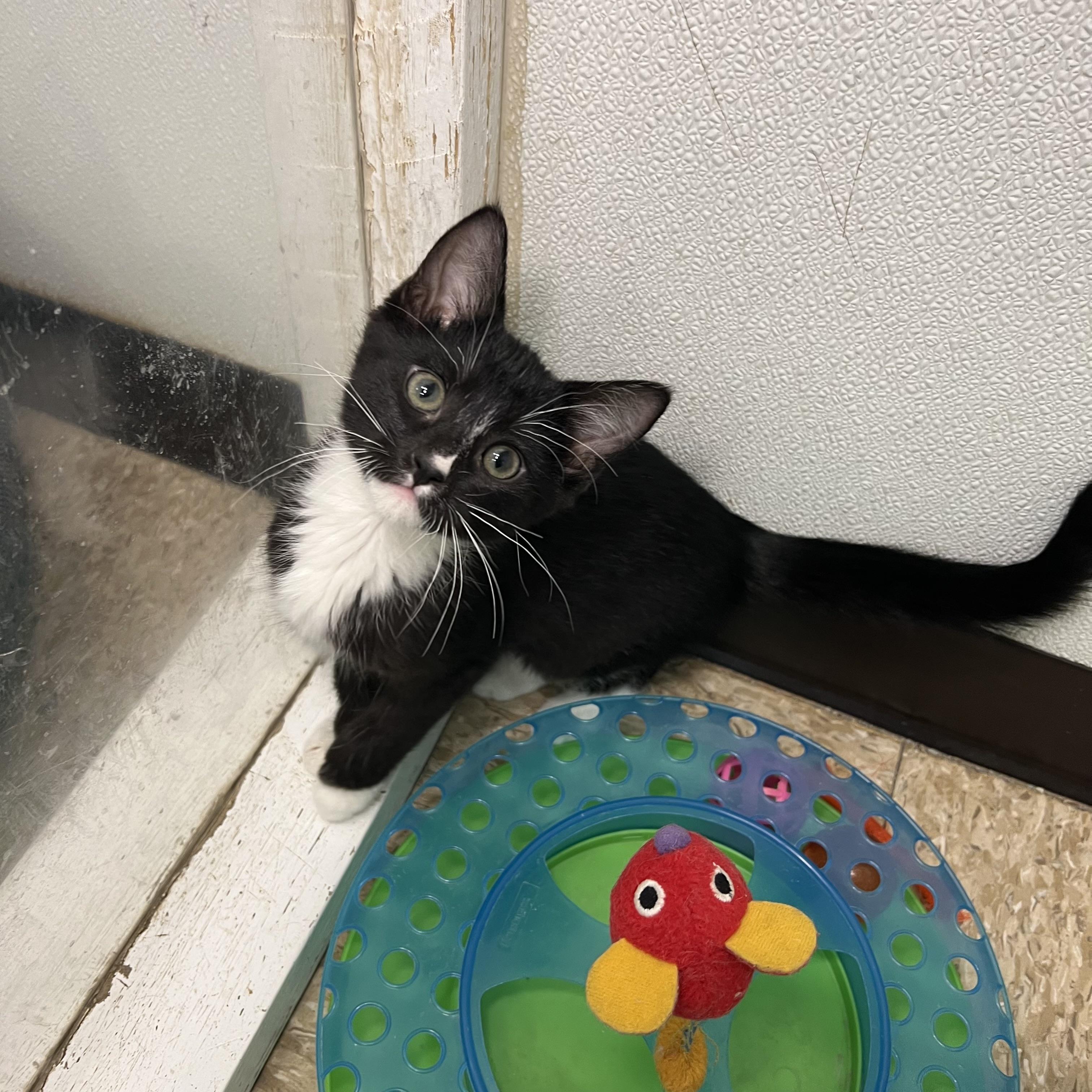 Enlarge Fudgesicle - At PetSmart in Mankato, a ADOPTABLE Domestic Short Hair in Fairmont, MN image 4/6