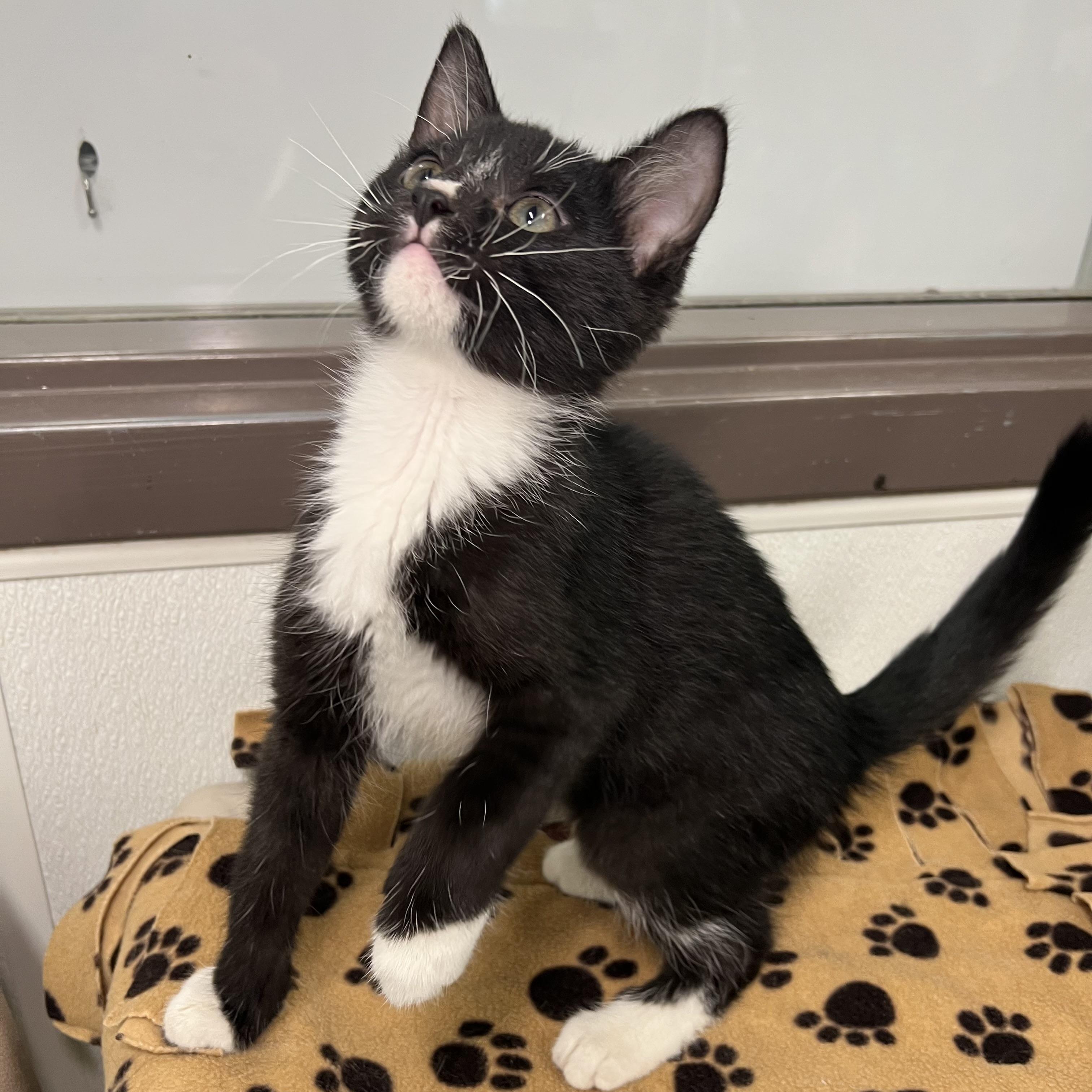 Enlarge Fudgesicle - At PetSmart in Mankato, a ADOPTABLE Domestic Short Hair in Fairmont, MN image 2/6