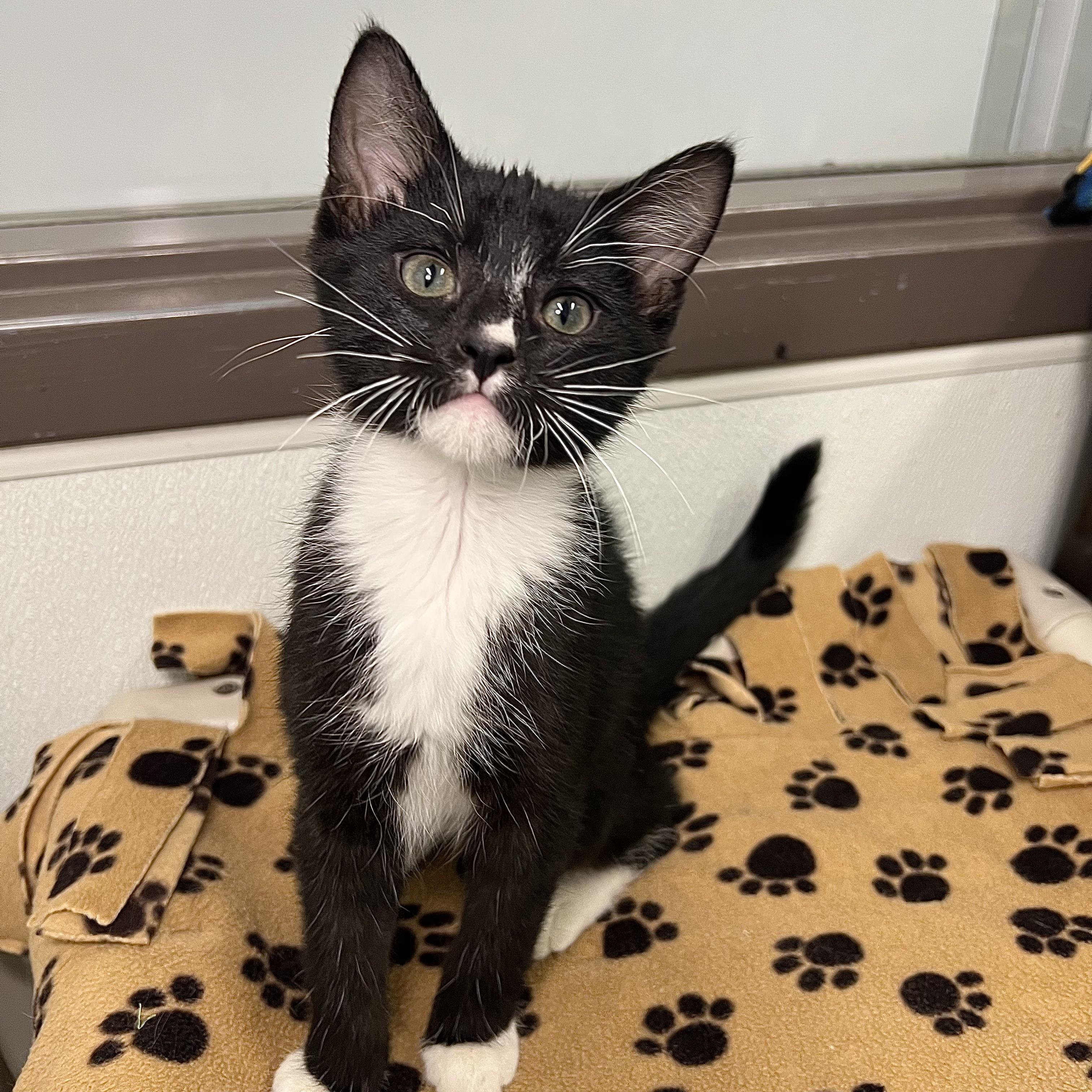 Enlarge Fudgesicle - At PetSmart in Mankato, a ADOPTABLE Domestic Short Hair in Fairmont, MN image 5/6