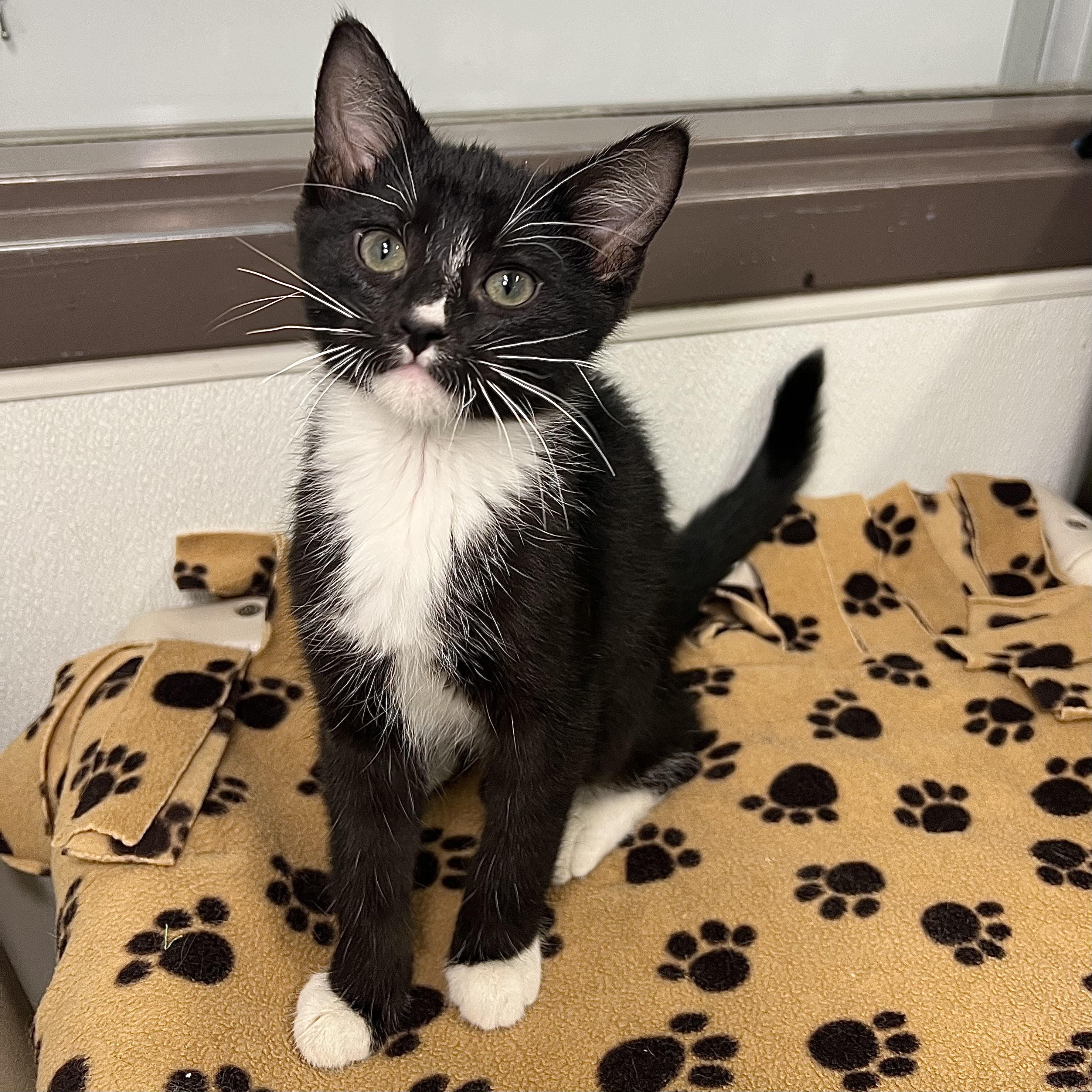 Fudgesicle - At PetSmart in Mankato, ADOPTABLE, Kitten Male Domestic Short Hair.