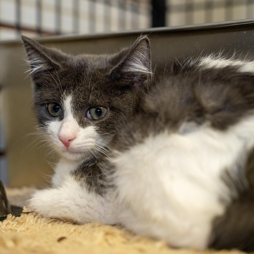 Enlarge Scotty, a Adoptable Domestic Short Hair in Pawling, NY image 1/4