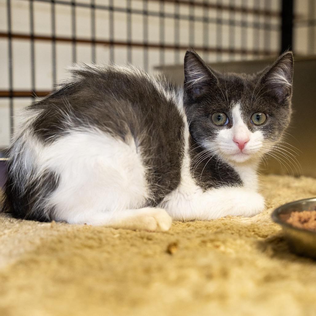 Enlarge Scotty, a Adoptable Domestic Short Hair in Pawling, NY image 2/4