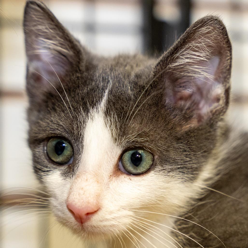 Enlarge Scotty, a Adoptable Domestic Short Hair in Pawling, NY image 3/4